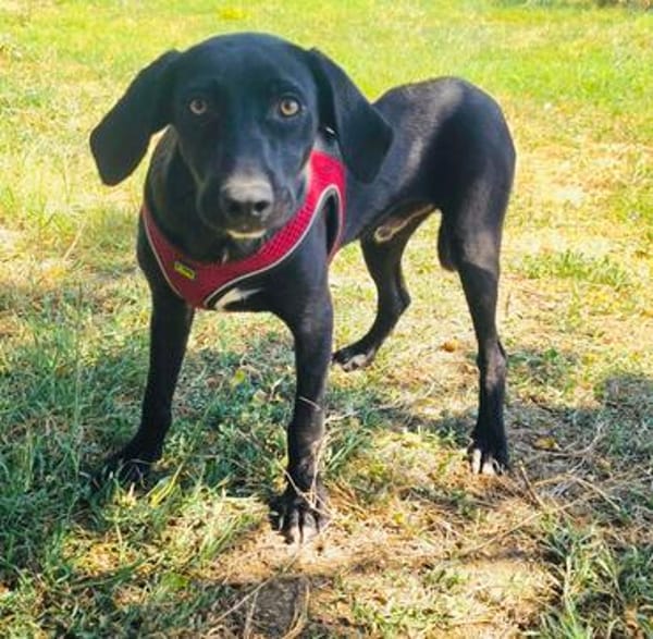 Anton ein Labrador Mischling
