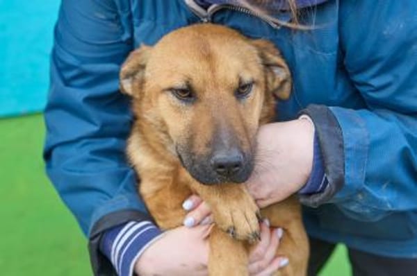 Maxi ❤Vom Tierheim ins Leben