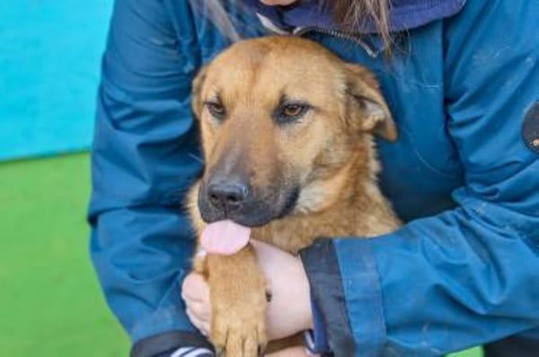Maxi ❤Vom Tierheim ins Leben