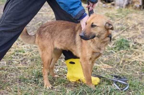 Maxi ❤Vom Tierheim ins Leben