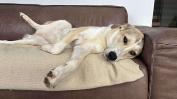 YUNA SUCHT NEUES ZUHAUSE