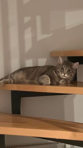 El Chapolino in Griesheim sucht neues Heim