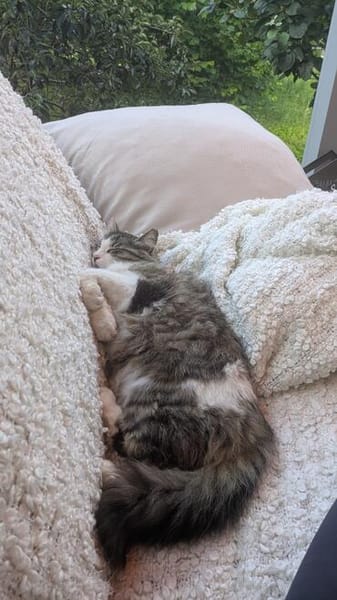 Spoggy in 67631 Freisbach sucht neues Heim