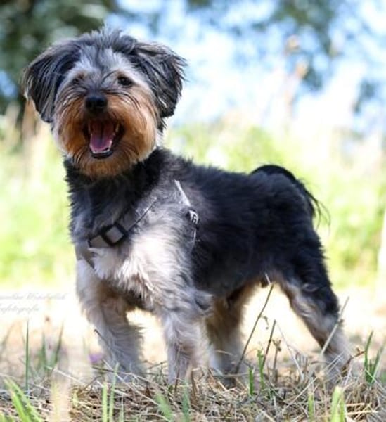 Unser Schnuckelchen ❤TOBY!
