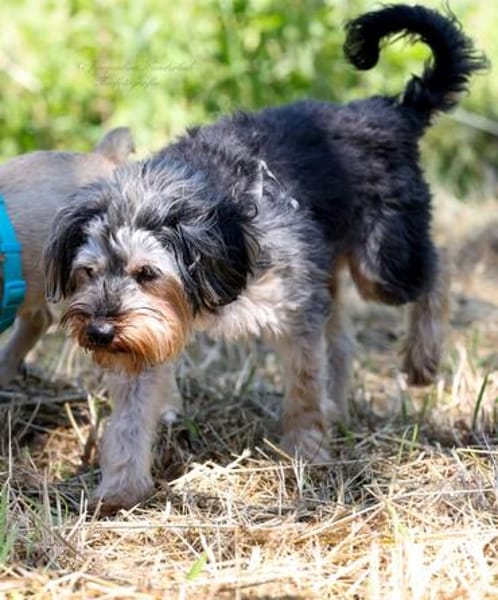 Unser Schnuckelchen ❤TOBY!