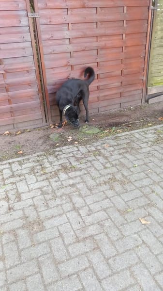 Sensible Seele sucht hundeerfahre Mensch
