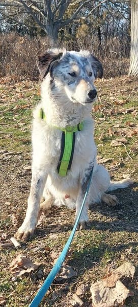 Rocco, Rüde sucht neue Familie