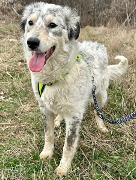 Rocco, Rüde sucht neue Familie
