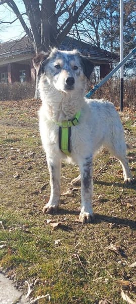 Rocco, Rüde sucht neue Familie