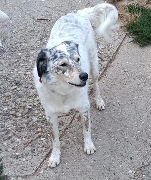 Rocco, Rüde sucht neue Familie