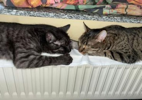 MORTI & LOKI