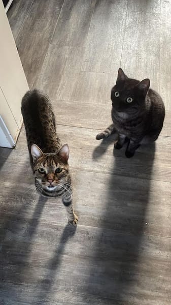 MORTI & LOKI