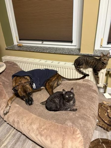 MORTI & LOKI