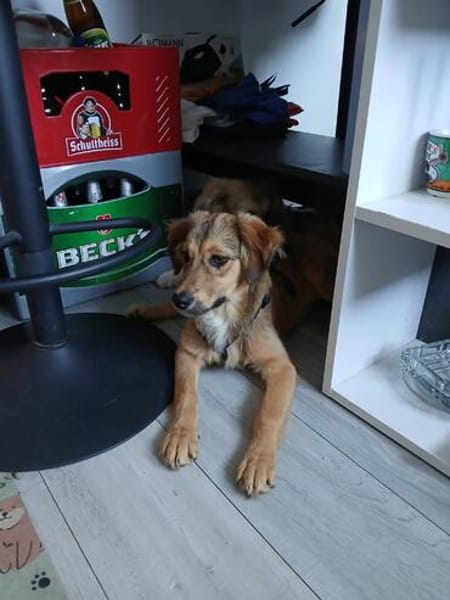 Süße Bella sucht liebevolles Zuhause