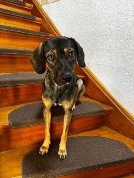 Aktive und verständie Hundeleute gesucht