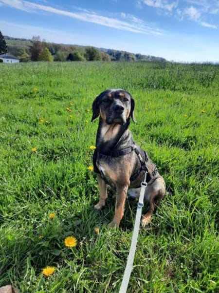 Aktive und verständie Hundeleute gesucht