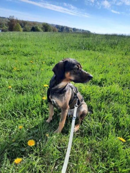 Aktive und verständie Hundeleute gesucht