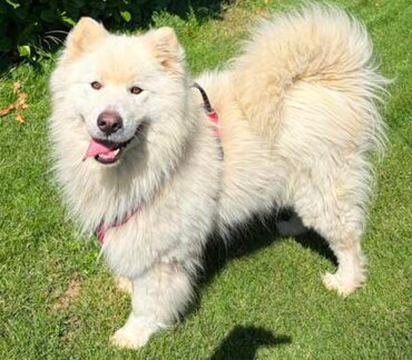 Samojedenrüde Ludo