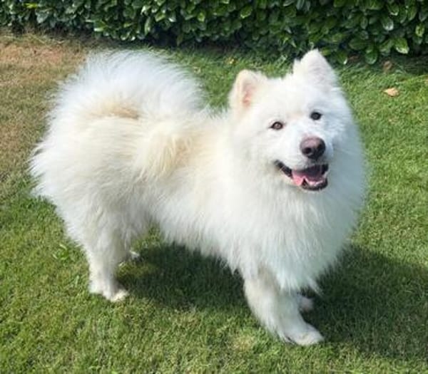 Samojedenrüde Ludo