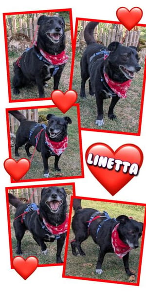 kleine sehr liebe Linetta auf PS in 92278