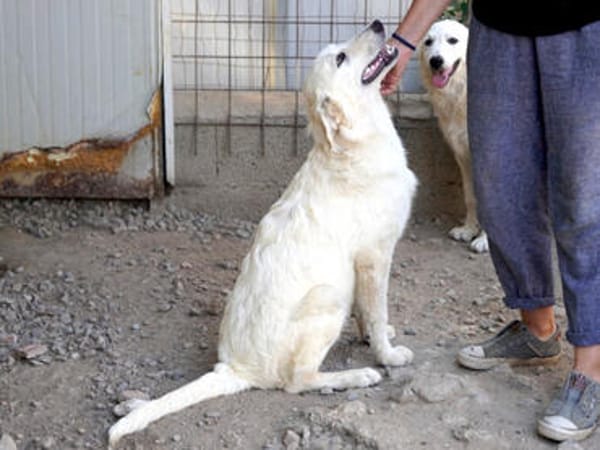 Möchten Sie Atene adoptieren?