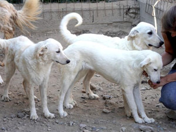 Möchten Sie Atene adoptieren?