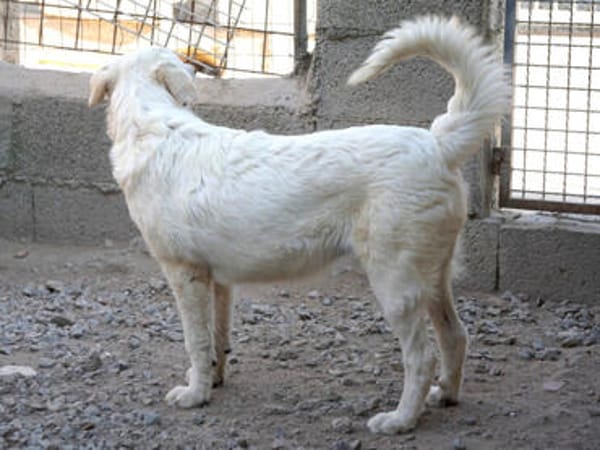 Möchten Sie Atene adoptieren?