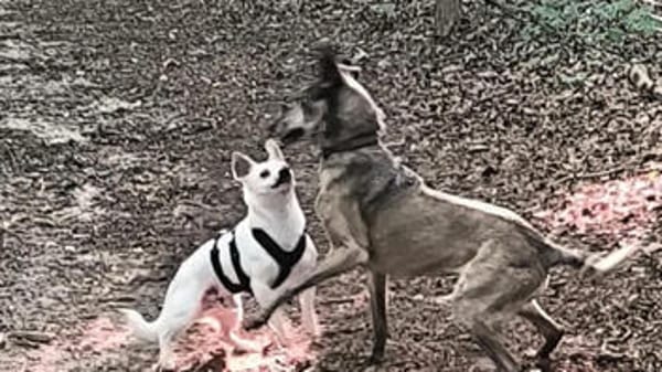 Bubi1, der Aktive, sucht aktive Menschen für immer
