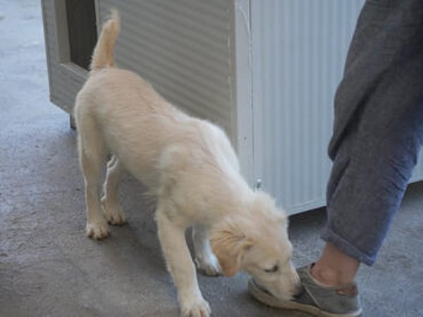 Shiro sucht seine Familie