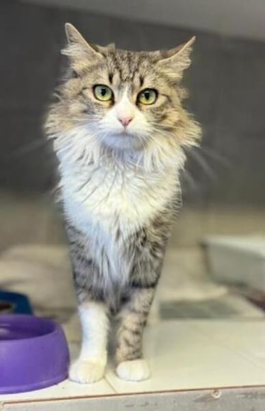 Daisy - unkomplizierte Traumkatze