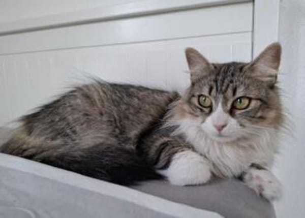 Daisy - unkomplizierte Traumkatze