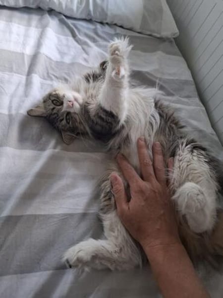 Daisy - unkomplizierte Traumkatze
