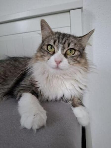 Daisy - unkomplizierte Traumkatze