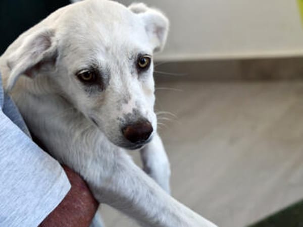 Ombretta sucht Familienanschluss