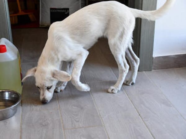 Ombretta sucht Familienanschluss