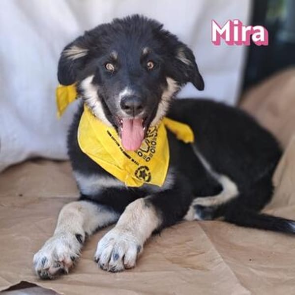 Mira - verspielt und freundlich