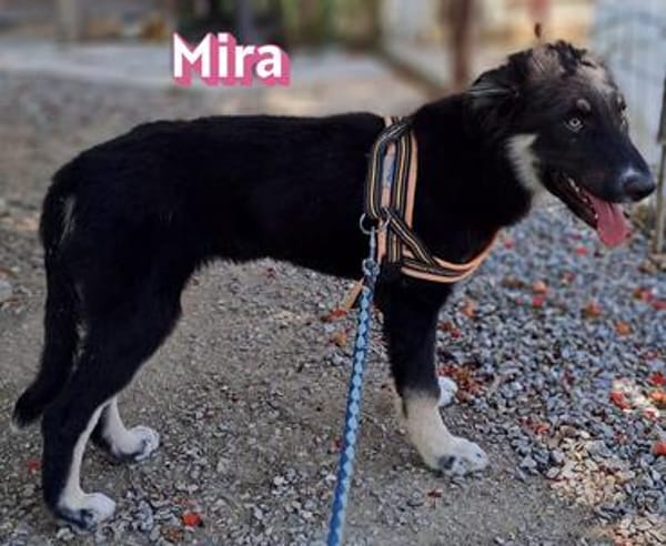 Mira - verspielt und freundlich