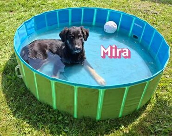 Mira - verspielt und freundlich