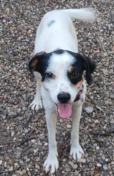 Jack Russel Mischling Ella wartet auf ihr Zuhause!❤