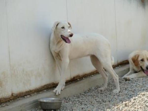 Desdemona sucht ihr eigenes Zuhause