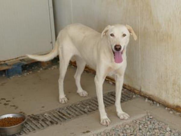 Desdemona sucht ihr eigenes Zuhause