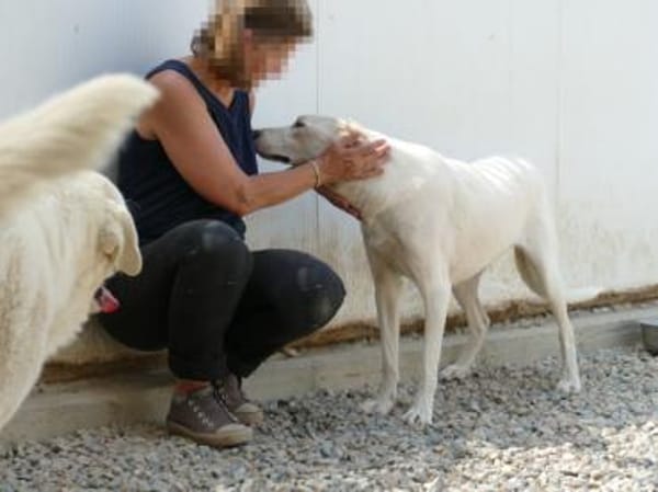 Desdemona sucht ihr eigenes Zuhause