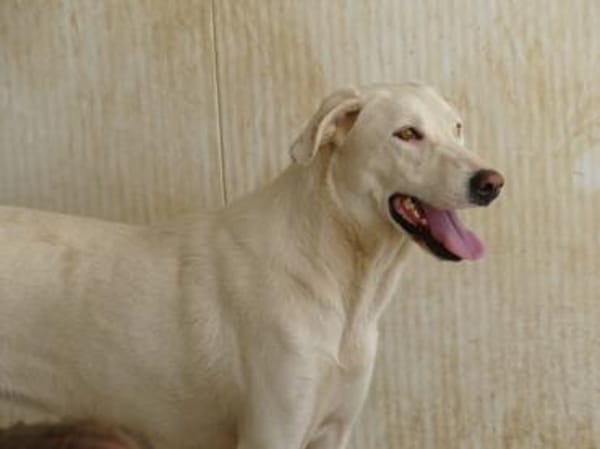 Desdemona sucht ihr eigenes Zuhause
