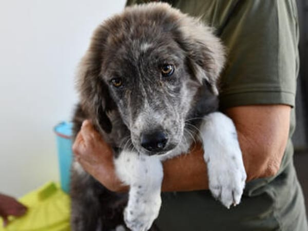 Ortensia sucht passendes Körbchen