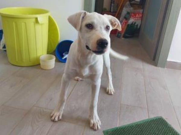 Geben Sie Artemis eine Chance?