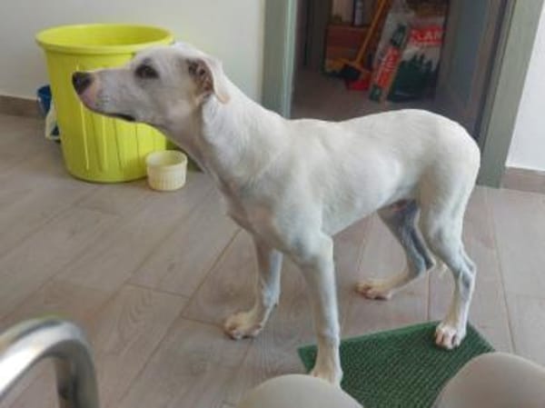 Geben Sie Artemis eine Chance?
