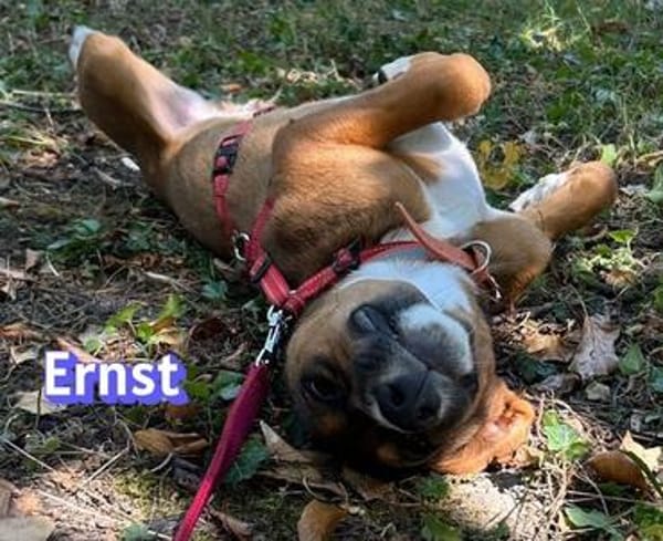 Ernst - neugierig, verspielt, freundlich