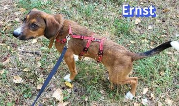 Ernst - neugierig, verspielt, freundlich