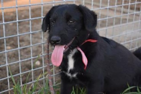Sylvester - lieber Hundejunge