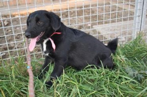 Sylvester - lieber Hundejunge